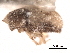  (Aphanarthrum - CNC COLEO 00152922)  @11 [ ] CreativeCommons - Attribution (2012) CNC/CBG Photography Group Centre for Biodiversity Genomics
