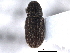  ( - CNC COLEO 00152937)  @11 [ ] CreativeCommons - Attribution (2012) CNC/CBG Photography Group Centre for Biodiversity Genomics