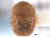  (Cychramus - CNC COLEO 00153075)  @14 [ ] CreativeCommons - Attribution (2012) CNC/CBG Photography Group Centre for Biodiversity Genomics