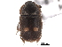  (Nitidula bipunctata - CNC COLEO 00153085)  @14 [ ] CreativeCommons - Attribution (2012) CNC/CBG Photography Group Centre for Biodiversity Genomics