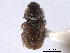  (Nitidula ziczac - CNC COLEO 00153093)  @11 [ ] CreativeCommons - Attribution (2012) CNC/CBG Photography Group Centre for Biodiversity Genomics