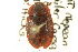  ( - CNC COLEO 00153105)  @11 [ ] CreativeCommons - Attribution (2012) CNC/CBG Photography Group Centre for Biodiversity Genomics