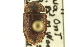  ( - CNC COLEO 00153106)  @11 [ ] CreativeCommons - Attribution (2012) CNC/CBG Photography Group Centre for Biodiversity Genomics