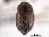  (Pocadius fulvipennis - CNC COLEO 00153111)  @11 [ ] CreativeCommons - Attribution (2012) CNC/CBG Photography Group Centre for Biodiversity Genomics