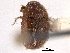  ( - CNC COLEO 00153112)  @11 [ ] CreativeCommons - Attribution (2012) CNC/CBG Photography Group Centre for Biodiversity Genomics