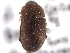  (Thalycra concolor - CNC COLEO 00153125)  @11 [ ] CreativeCommons - Attribution (2012) CNC/CBG Photography Group Centre for Biodiversity Genomics