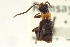  ( - CNC COLEO 00153268)  @11 [ ] CreativeCommons - Attribution (2012) CNC/CBG Photography Group Centre for Biodiversity Genomics