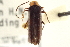  ( - CNC COLEO 00153361)  @11 [ ] CreativeCommons - Attribution (2012) CNC/CBG Photography Group Centre for Biodiversity Genomics