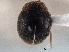  ( - CNC COLEO 00154130)  @11 [ ] CreativeCommons - Attribution (2012) CNC/CBG Photography Group Centre for Biodiversity Genomics