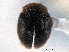 ( - CNC COLEO 00154131)  @11 [ ] CreativeCommons - Attribution (2012) CNC/CBG Photography Group Centre for Biodiversity Genomics