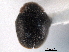  ( - CNC COLEO 00154142)  @11 [ ] CreativeCommons - Attribution (2012) CNC/CBG Photography Group Centre for Biodiversity Genomics