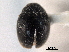  ( - CNC COLEO 00154143)  @11 [ ] CreativeCommons - Attribution (2012) CNC/CBG Photography Group Centre for Biodiversity Genomics