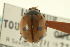  ( - CNC COLEO 00154216)  @11 [ ] CreativeCommons - Attribution (2012) CNC/CBG Photography Group Centre for Biodiversity Genomics