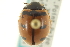  (Coccinella transversoguttata nugatovie - CNC COLEO 00154231)  @14 [ ] CreativeCommons - Attribution (2012) CNC/CBG Photography Group Centre for Biodiversity Genomics