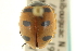  ( - CNC COLEO 00154235)  @11 [ ] CreativeCommons - Attribution (2012) CNC/CBG Photography Group Centre for Biodiversity Genomics