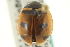  ( - CNC COLEO 00154236)  @13 [ ] CreativeCommons - Attribution (2012) CNC/CBG Photography Group Centre for Biodiversity Genomics