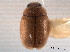 ( - CNC COLEO 00154428)  @11 [ ] CreativeCommons - Attribution (2012) CNC/CBG Photography Group Centre for Biodiversity Genomics