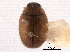  ( - CNC COLEO 00154429)  @11 [ ] CreativeCommons - Attribution (2012) CNC/CBG Photography Group Centre for Biodiversity Genomics