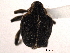  ( - CNC COLEO 00154624)  @12 [ ] CreativeCommons - Attribution (2012) CNC/CBG Photography Group Centre for Biodiversity Genomics
