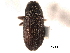  (Phloeotribini - CNC COLEO 00154679)  @14 [ ] CreativeCommons - Attribution (2012) CNC/CBG Photography Group Centre for Biodiversity Genomics