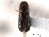  (Pityophthorus juglandis - CNC COLEO 00154708)  @13 [ ] CreativeCommons - Attribution (2012) CNC/CBG Photography Group Centre for Biodiversity Genomics