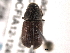  ( - CNC COLEO 00154728)  @11 [ ] CreativeCommons - Attribution (2012) CNC/CBG Photography Group Centre for Biodiversity Genomics