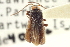  ( - CNC COLEO 00155189)  @13 [ ] CreativeCommons - Attribution (2012) CNC/CBG Photography Group Centre for Biodiversity Genomics