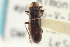  ( - CNC COLEO 00155191)  @13 [ ] CreativeCommons - Attribution (2012) CNC/CBG Photography Group Centre for Biodiversity Genomics