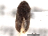  ( - CNC COLEO 00158297)  @11 [ ] CreativeCommons - Attribution (2012) CNC/CBG Photography Group Centre for Biodiversity Genomics