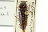  ( - CNC COLEO 00158760)  @11 [ ] CreativeCommons - Attribution (2012) CNC/CBG Photography Group Centre for Biodiversity Genomics
