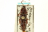  ( - CNC COLEO 00158761)  @11 [ ] CreativeCommons - Attribution (2012) CNC/CBG Photography Group Centre for Biodiversity Genomics