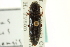  (Melanotus longulus oregonensis - CNC COLEO 00158775)  @11 [ ] CreativeCommons - Attribution (2012) CNC/CBG Photography Group Centre for Biodiversity Genomics