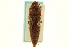  ( - CNC COLEO 00158790)  @12 [ ] CreativeCommons - Attribution (2012) CNC/CBG Photography Group Centre for Biodiversity Genomics