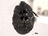  ( - CNC COLEO 00152445)  @11 [ ] CreativeCommons - Attribution (2012) CNC/CBG Photography Group Centre for Biodiversity Genomics