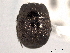  ( - CNC COLEO 00152446)  @12 [ ] CreativeCommons - Attribution (2012) CNC/CBG Photography Group Centre for Biodiversity Genomics