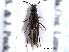  ( - CNC COLEO 00159627)  @11 [ ] CreativeCommons - Attribution (2012) CNC/CBG Photography Group Centre for Biodiversity Genomics