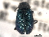  ( - CNC COLEO 00159655)  @12 [ ] CreativeCommons - Attribution (2012) CNC/CBG Photography Group Centre for Biodiversity Genomics