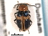  ( - CNC COLEO 00159659)  @11 [ ] CreativeCommons - Attribution (2012) CNC/CBG Photography Group Centre for Biodiversity Genomics