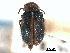  ( - CNC COLEO 00159666)  @11 [ ] CreativeCommons - Attribution (2012) CNC/CBG Photography Group Centre for Biodiversity Genomics