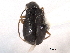  ( - CNC COLEO 00159673)  @11 [ ] CreativeCommons - Attribution (2012) CNC/CBG Photography Group Centre for Biodiversity Genomics