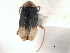  ( - CNC COLEO 00159676)  @13 [ ] CreativeCommons - Attribution (2012) CNC/CBG Photography Group Centre for Biodiversity Genomics