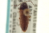  ( - CNC COLEO 00152485)  @11 [ ] CreativeCommons - Attribution (2012) CNC/CBG Photography Group Centre for Biodiversity Genomics