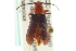  ( - CNC COLEO 00152511)  @13 [ ] CreativeCommons - Attribution (2012) CNC/CBG Photography Group Centre for Biodiversity Genomics