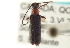  (Grammoptera haematites - CNC COLEO 00152515)  @13 [ ] CreativeCommons - Attribution (2012) CNC/CBG Photography Group Centre for Biodiversity Genomics