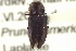  (Anthaxia fisheri - CNC COLEO 00152536)  @13 [ ] CreativeCommons - Attribution (2012) CNC/CBG Photography Group Centre for Biodiversity Genomics