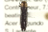  ( - CNC COLEO 00152538)  @14 [ ] CreativeCommons - Attribution (2012) CNC/CBG Photography Group Centre for Biodiversity Genomics