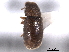  ( - CNC COLEO 00152704)  @13 [ ] CreativeCommons - Attribution (2012) CNC/CBG Photography Group Centre for Biodiversity Genomics