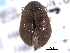  ( - CNC COLEO 00152761)  @11 [ ] CreativeCommons - Attribution (2012) CNC/CBG Photography Group Centre for Biodiversity Genomics