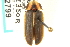  (Pyractomena angulata - CNC COLEO 00152799)  @14 [ ] CreativeCommons - Attribution (2012) CNC/CBG Photography Group Centre for Biodiversity Genomics