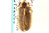  ( - CNC COLEO 00152800)  @14 [ ] CreativeCommons - Attribution (2012) CNC/CBG Photography Group Centre for Biodiversity Genomics